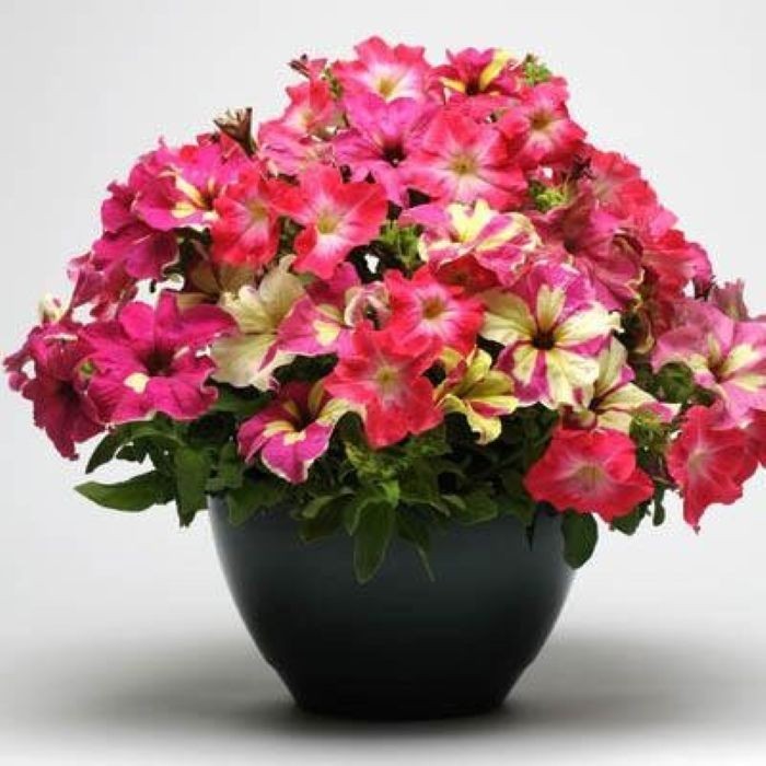 SHAKERSNC Petunia Various Seed Collection – 10 Seeds Per Package $5.50