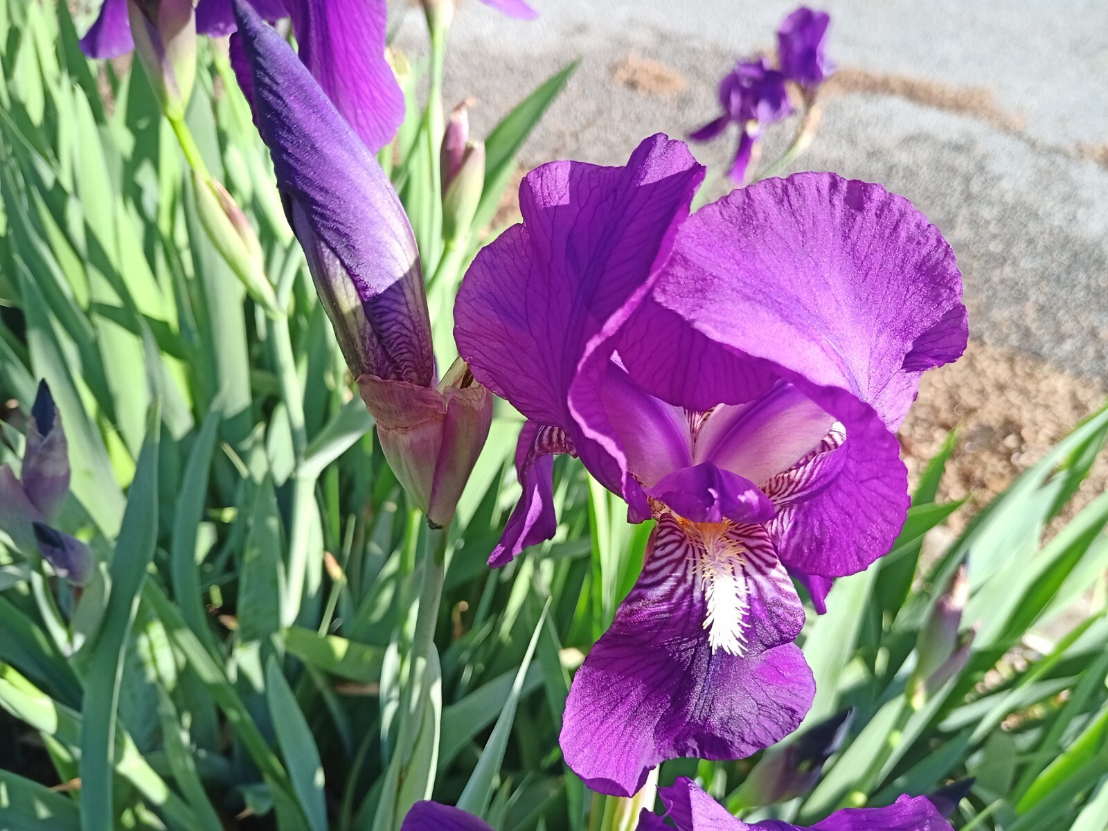 (10) TALL BEARDED IRIS RHIZOME LIVE ROOT GARDEN PLANTS SPRING PURPLE FLOWERS FUN