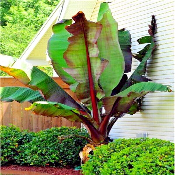 5 Red Abyssinian (Musa Ensete ventricosum) False Banana Plant Tree Seeds RARE