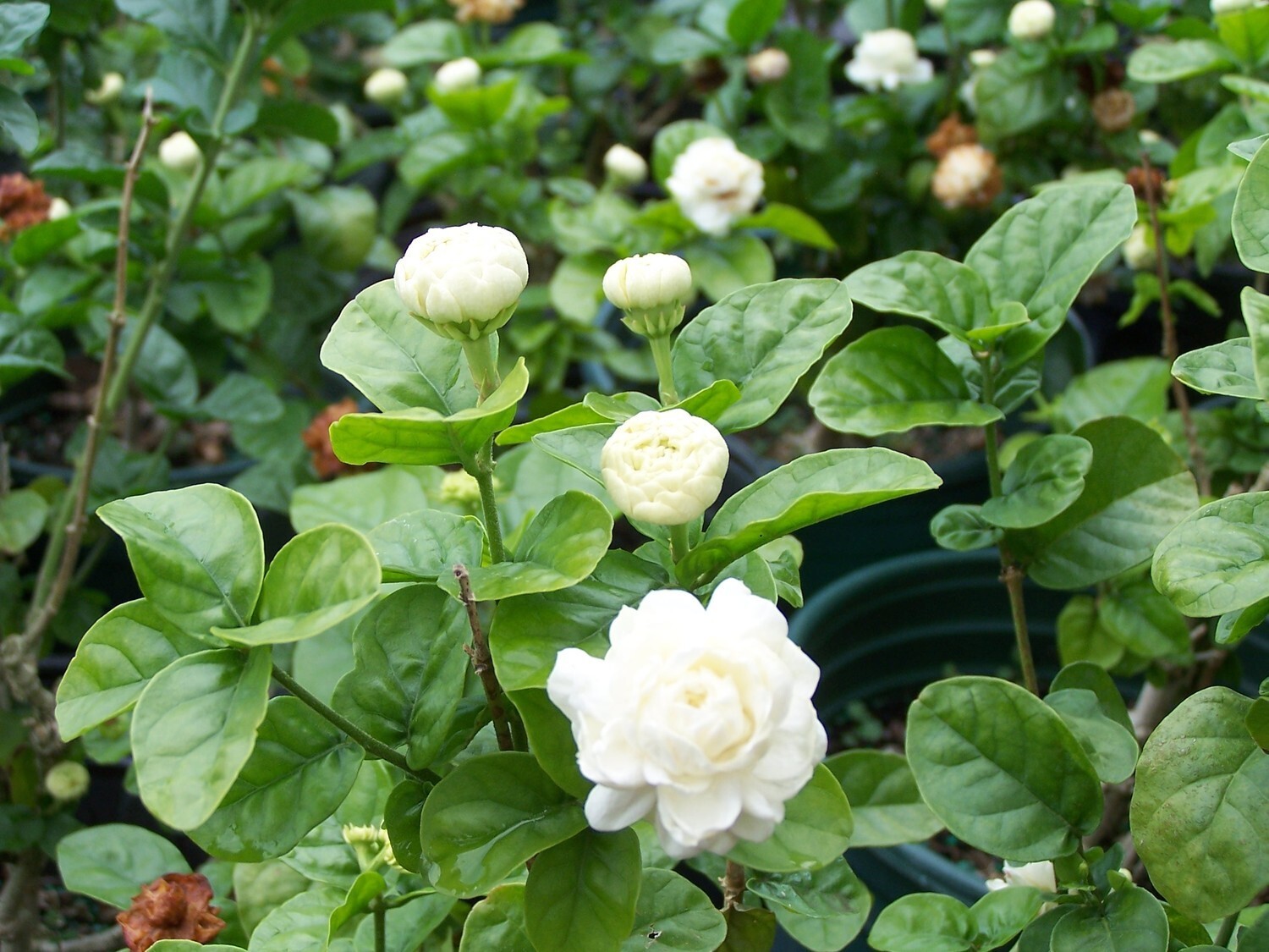 Grand Duke of Tuscany Jasmine~Jasminum Sambac~~SMALL Rooted STARTER Plant~