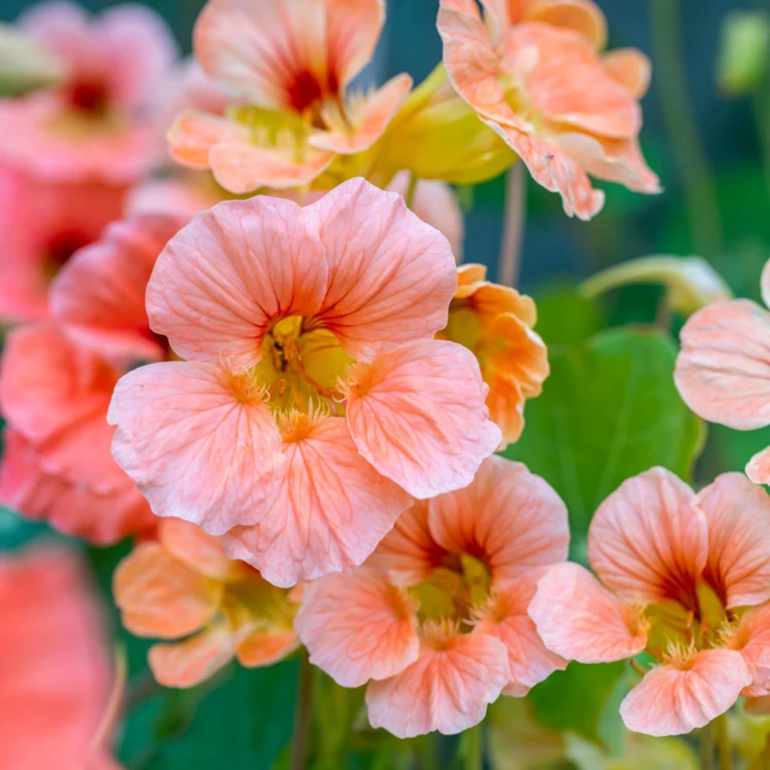 150 PCS Rare Nasturtium Seeds Mixed Tropaeolum Majus Attract Pollinator