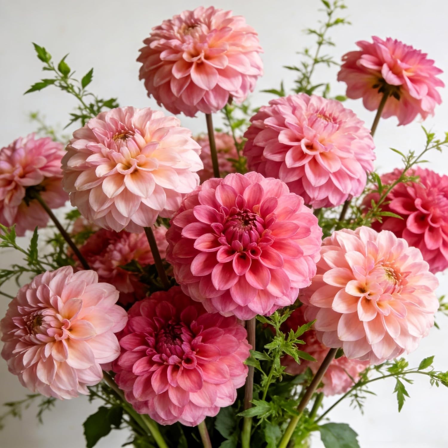Carpet 400+ Mixed Dahlia Seeds for Planting, Colorful Perennial Heirloom Dahlia