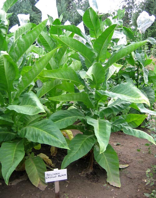 1000 Bolivian Criollo Black Tobacco Seeds ~ Heirloom Dark ~ Heavy Producer