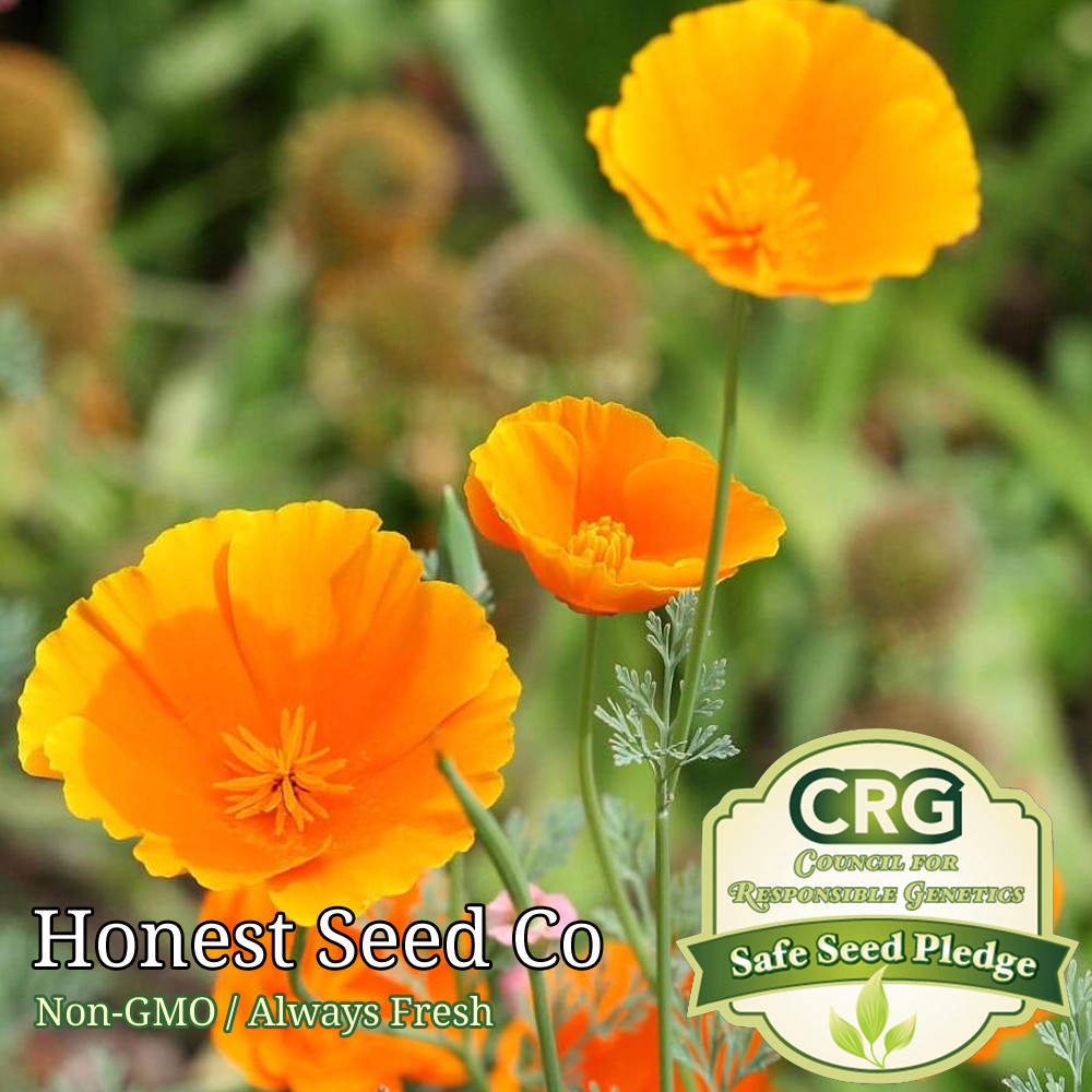 California Orange Poppy Seeds | Drought Tolerant | Non-GMO Fresh Garden Seeds