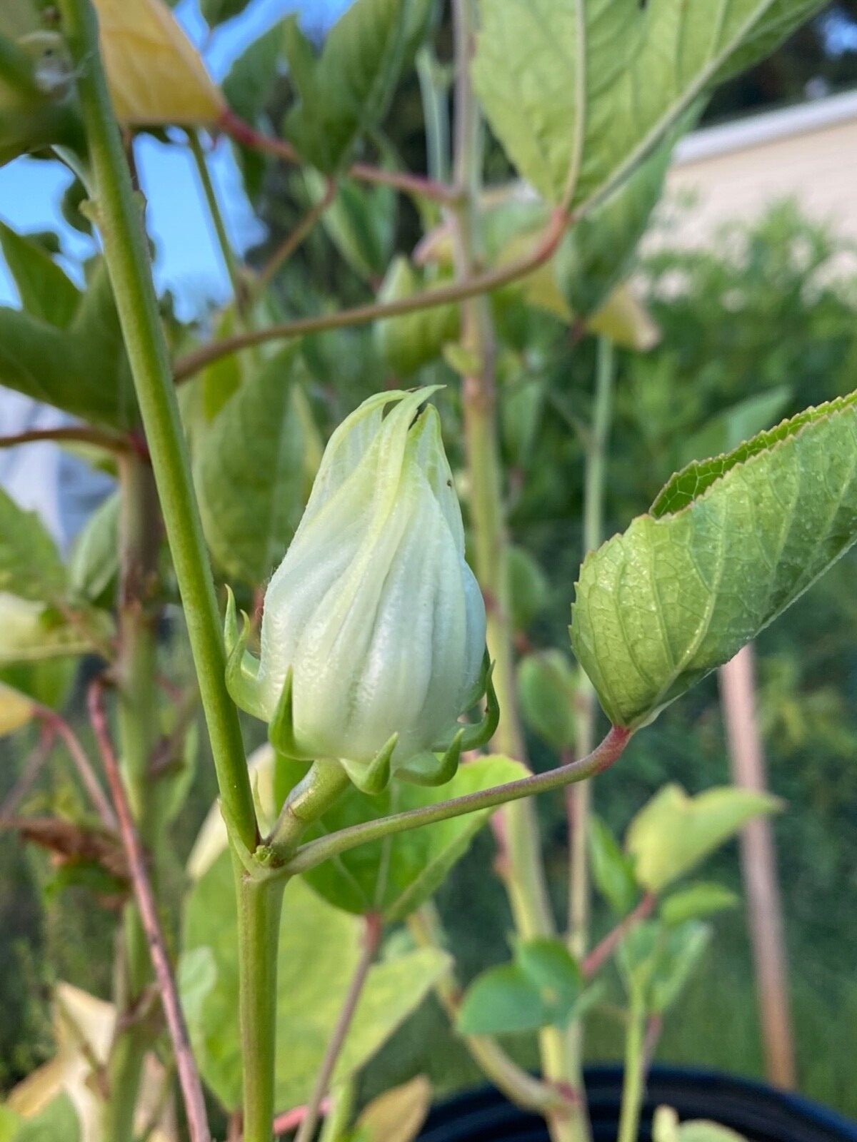 White Jamaican Sorrel Seeds 30 Seeds White Roselle Hibiscus Plus Free Gift