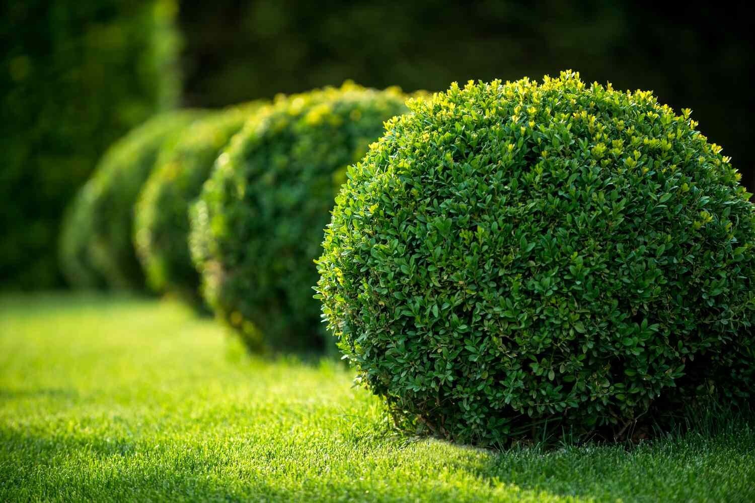Common English Boxwood Tree Seeds (Buxus sempervirens) Hardy Landscaping Shrub