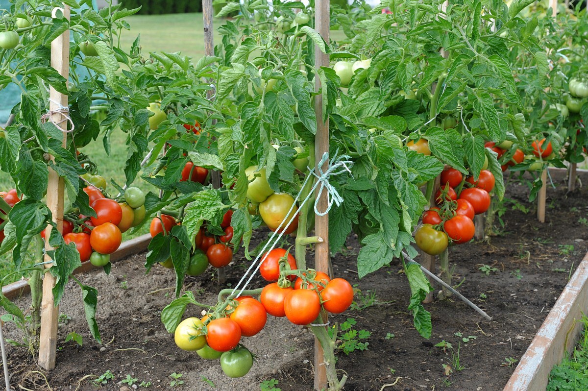 30 SIBERIAN EARLY TOMATO Seeds
