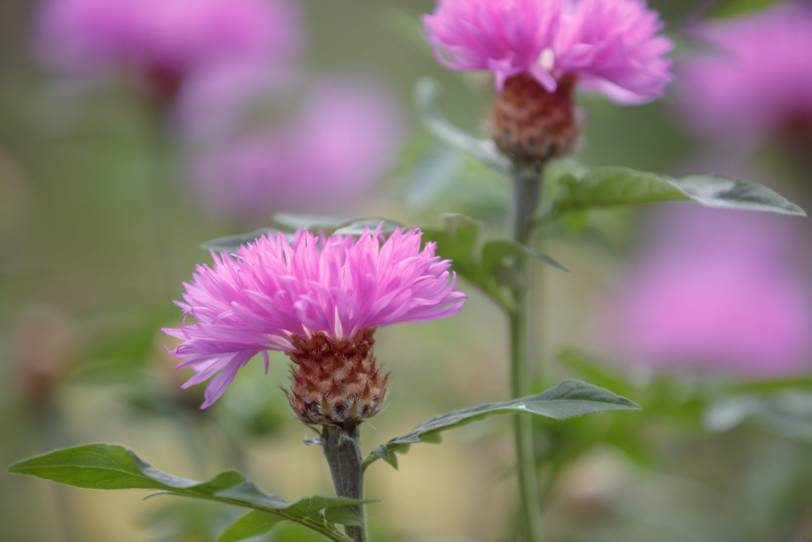 500 MIXED SWEET SULTAN Imperialis Mix Amberboa Moschata Centaurea Flower Seeds