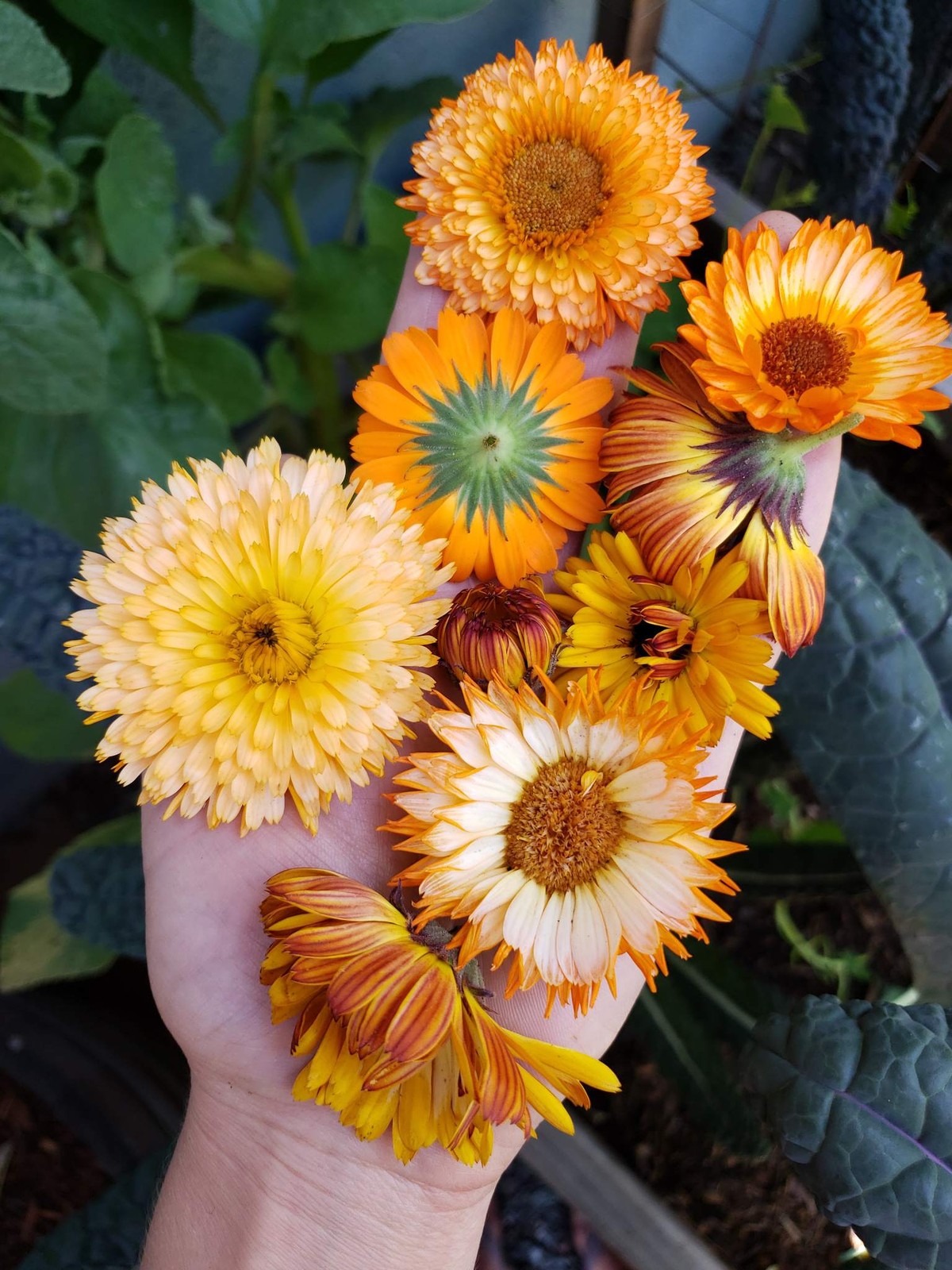Pacific Beauty Mix Calendula Seeds | Orange Yellow Flower Pot Marigold Seed 2024