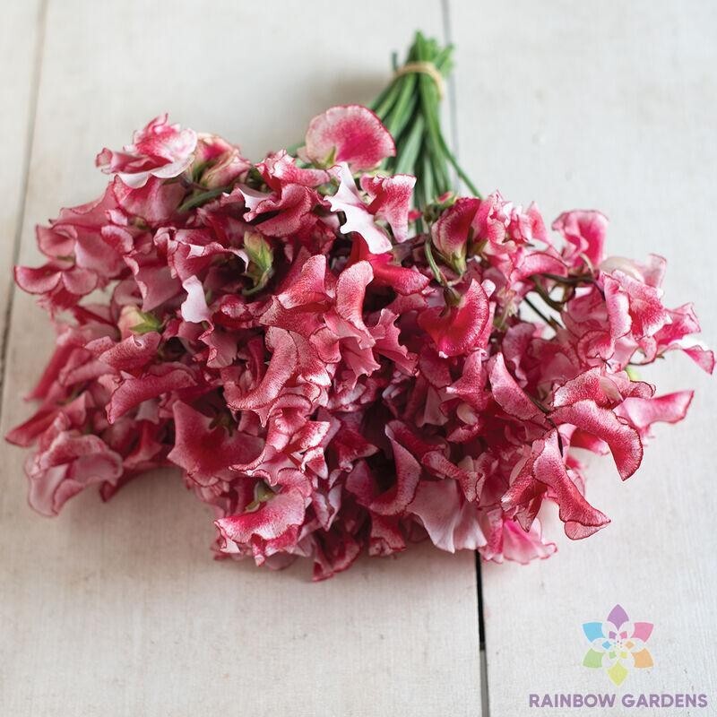 50+ Mars Sweet Pea Seeds for Garden Planting – USA – FREE SHIPPING!