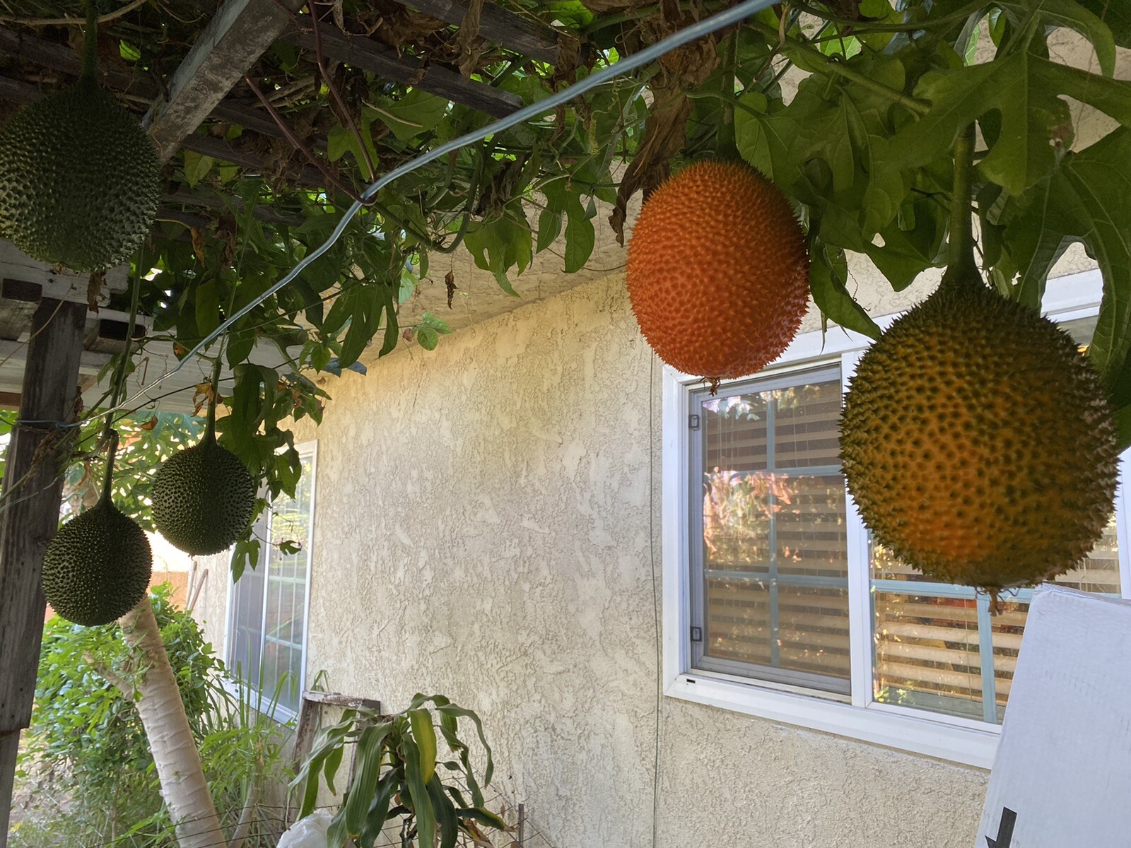 GAC FRUIT Melon Vine Momordica Cochinchinensis Seeds ( Hột Trái Gấc )
