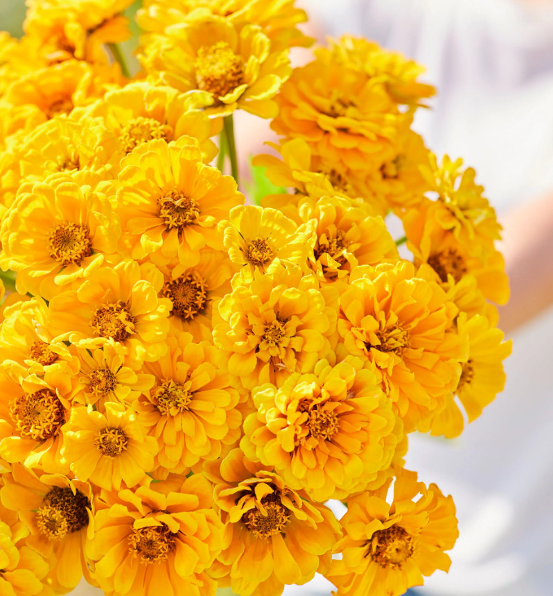Zinnia GOLDEN STATE Double Blooms Cut-Flowers Butterflies Non-GMO 100 Seeds