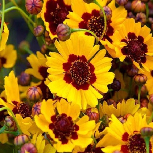 Plains Coreopsis tinctoria Seeds Grow Beautiful Heirloom Calliopsis Flowers