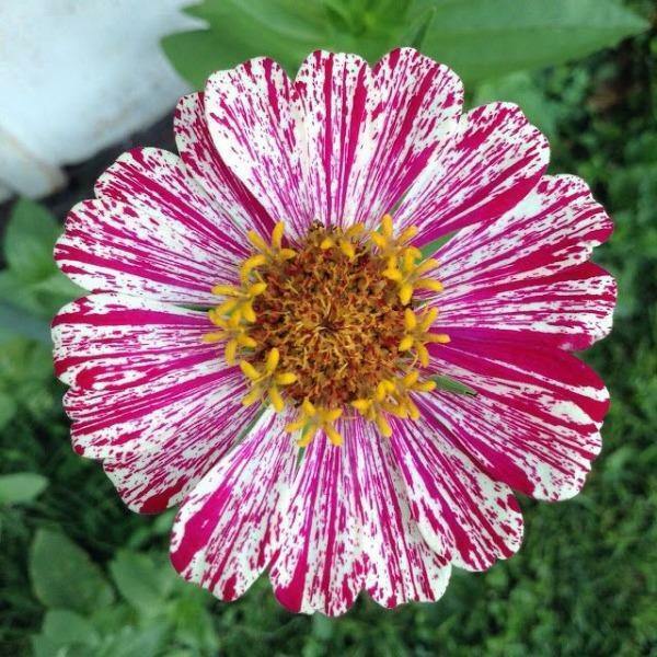 Zinnia elegans Peppermint Stick | 200 Seeds