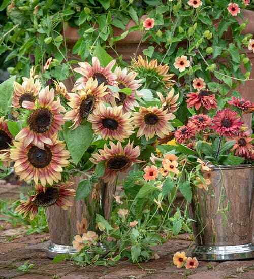 20 PLUM ProCut Sunflower Seeds, Annual, NON GMO, Fresh Seeds, NEW & UNIQUE COLOR