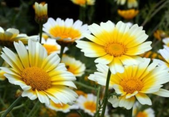 GARLAND DAISY FLOWERS 100 FRESH SEEDS FREE USA SHIPPING
