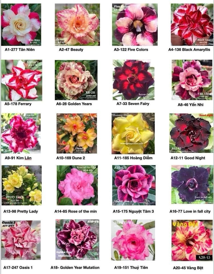 20 Desert Rose Seeds Mixed Colors Beautiful Rare.