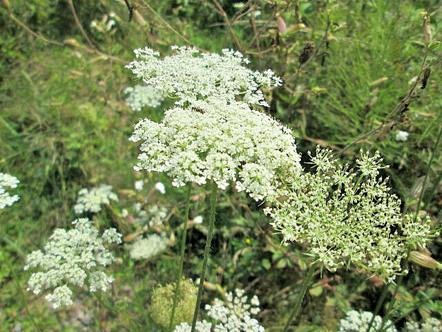 QUEEN ANNS LACE 1005 SEEDS, DAUCUS CAROTA, WILD CARROT, WILDFLOWER, HARDY, BULK