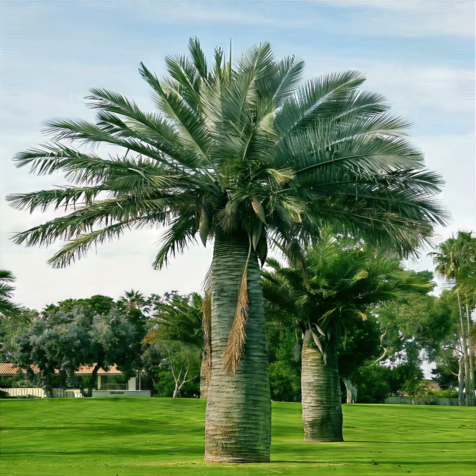 Chilean Wine Palm Tree Seeds (Jubaea chilensis) Largest Palm in World, Hardy-8
