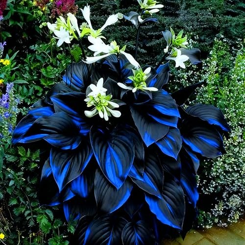 Hosta Seeds for Planting, 290+pcs Rare Perennial Hosta Flower Seeds, Non multi