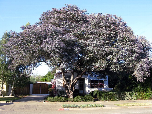 Acacia Baileyana v. Purpurea Tree Seeds “Purple Fern Leaf Mimosa” Yellow Flower