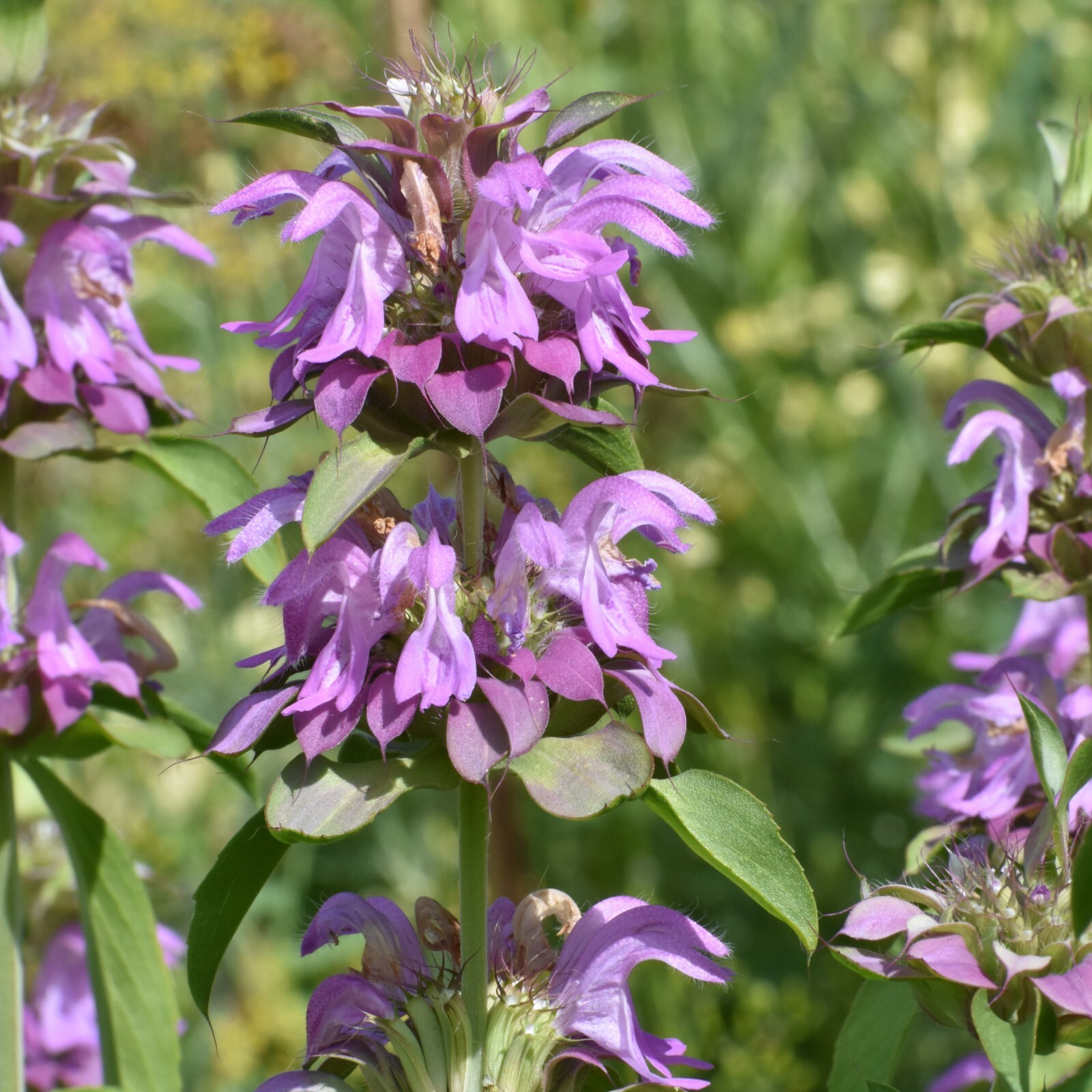 Lemon Mint Seeds, Monarda Citriodora, Non-GMO, Attracts Bees, Free Shipping