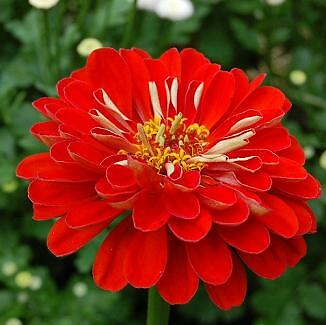 Zinnia Gigantica Deep Red 1,000 seeds