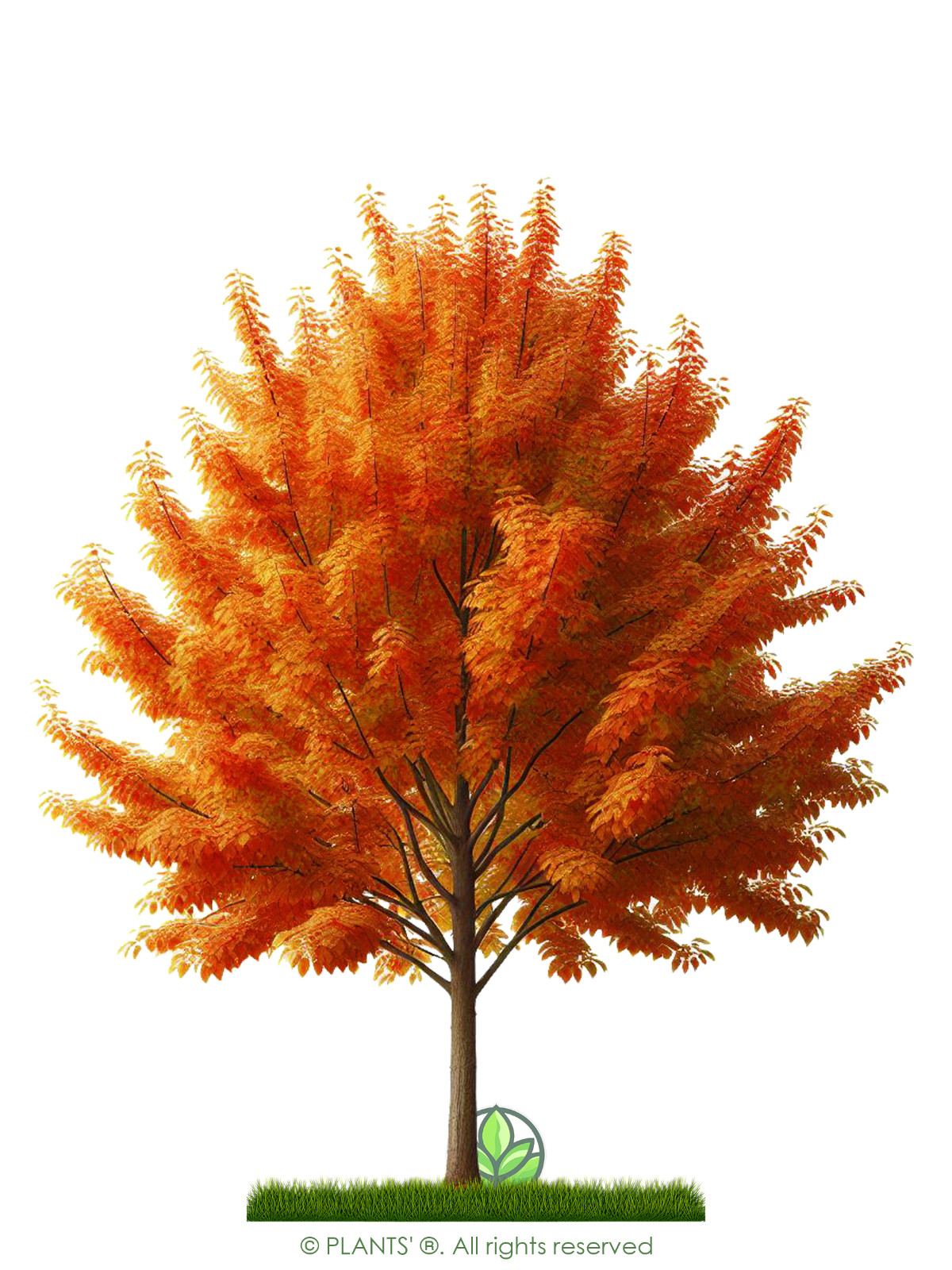 Fire Cherry Tree | Premium Seeds | Prunus pensylvanica ‘Fall’ | Plants’®
