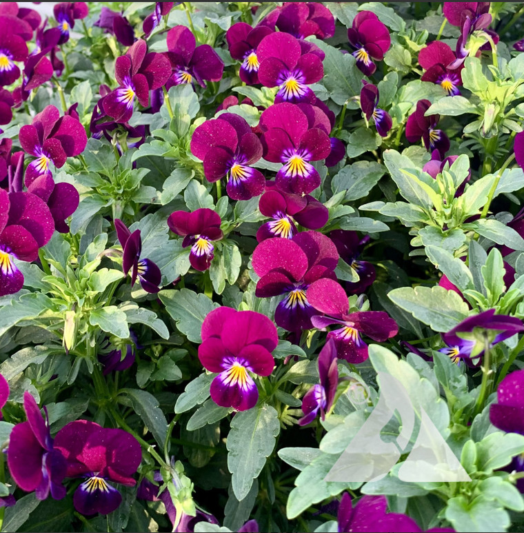 Viola KING HENRY Perennial Fritillary Butterfly Host Plant Non-GMO 500 Seeds