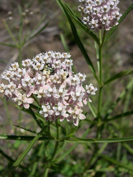 Asclepias fascicularis | Narrow-Leaf Milkweed | 25 Seeds