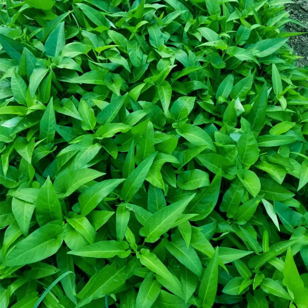 Fresh Water Spinach Seeds | Kangkong | Heirloom Non-GMO | Asian Vegetable Seeds