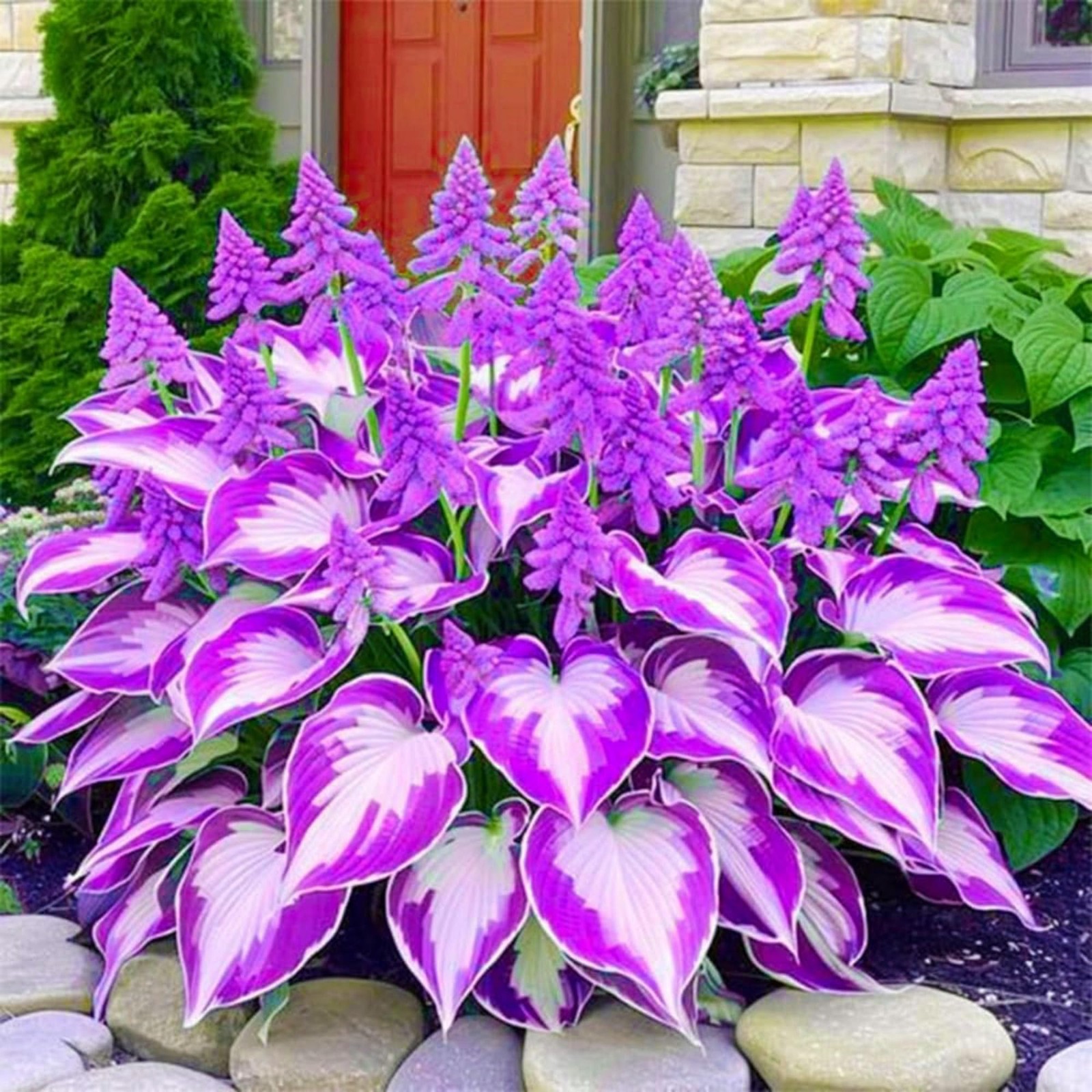 200+ Hosta Seeds Heart-Shaped Hosta Bare Roots – Rich Foliage, Heart Shaped Leav