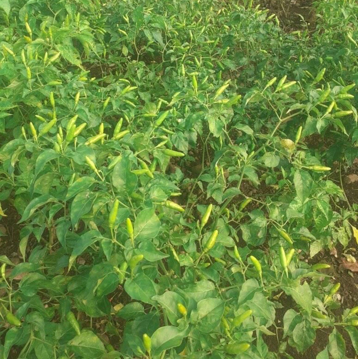 30+ SEEDS Bird’s Eye Chili Pepper SILING LABUYO NON GMO Buy2get1FREE!