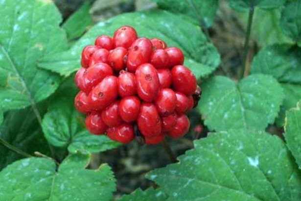 Ginseng Rootlets, Grow Your Own Wild Ginseng Seed from Root Stock!(10 Big Roots)