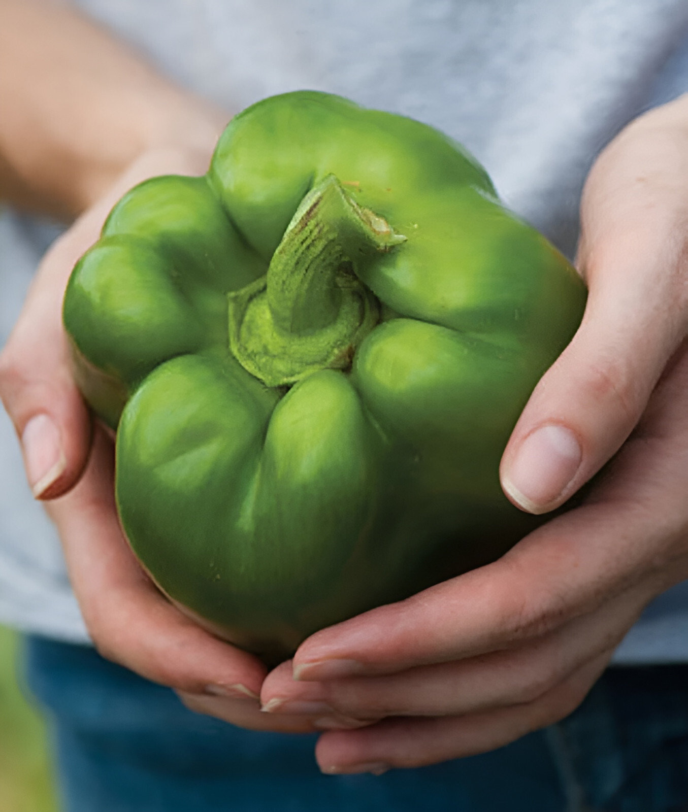 100 Heirloom Keystone Resistant Bell Pepper Seeds – Huge & Disease Resistant