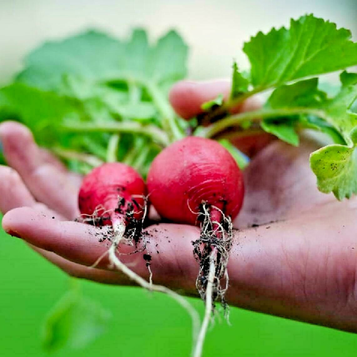 301+GERMAN GIANT RADISH Seeds Organic Heirloom Vegetable Mild Garden Container