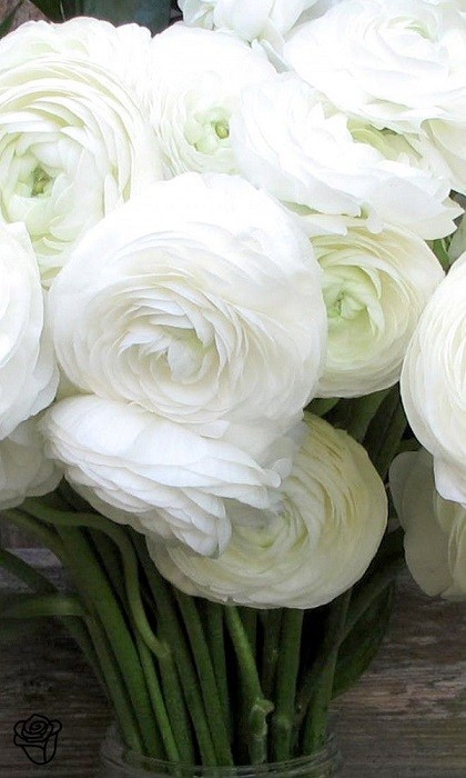 15+ WHORLED WHITE PERSIAN BUTTERCUP RANUNCULUS FLOWER SEEDS / RE-SEEDING ANNUAL