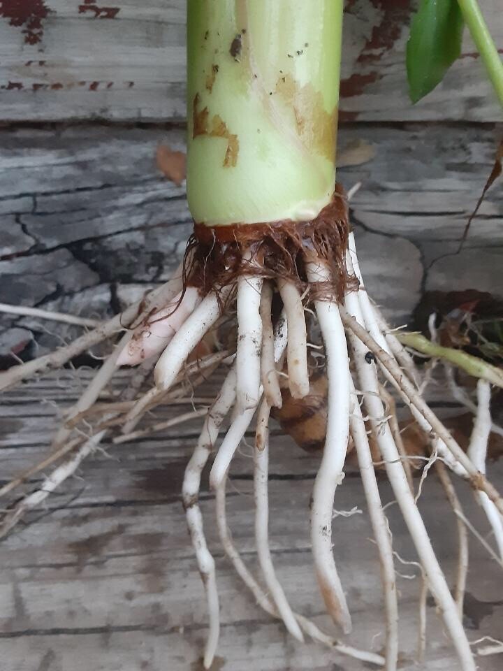 Ready To Plant, Fast Growing Elephant Ear. 2/$14.99