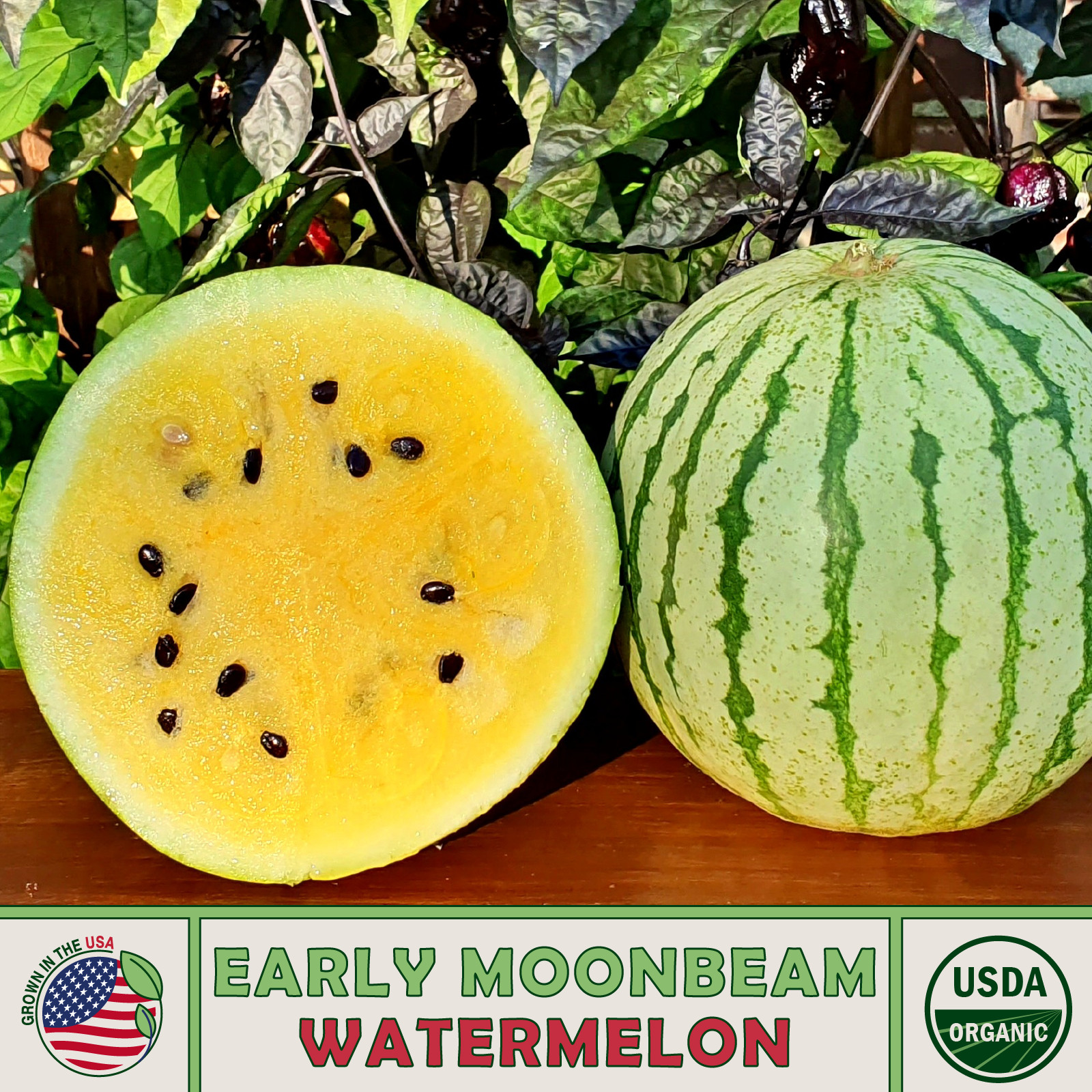 10 Organic Early Moonbeam Watermelon Seeds, Heirloom, Non-GMO, Genuine USA
