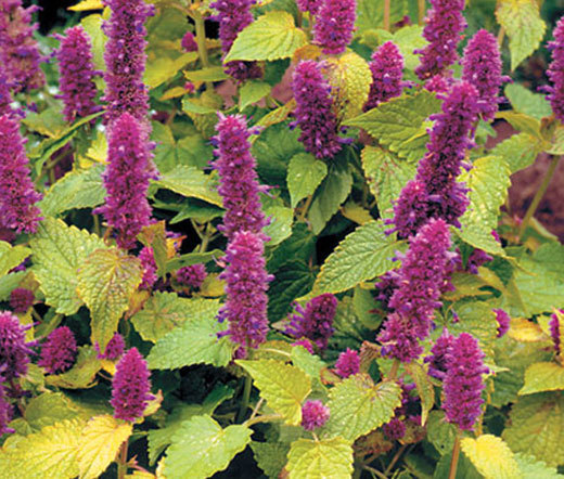 ANISE HYSSOP GOLDEN JUBILEE Agastache Foeniculum – 100 Bulk Seeds