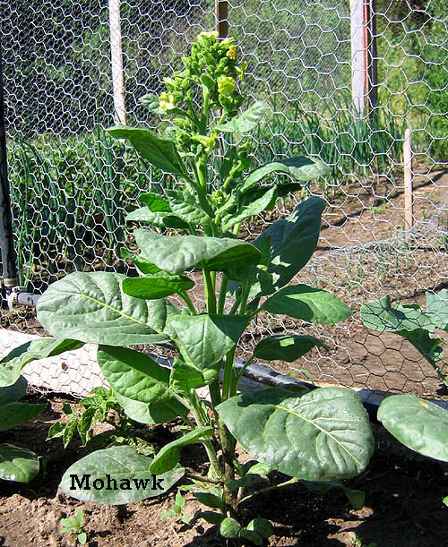 1000 Mohawk Nicotiana rustica Tobacco Seeds – Mohawk Tobacco – Sacred Tobacco