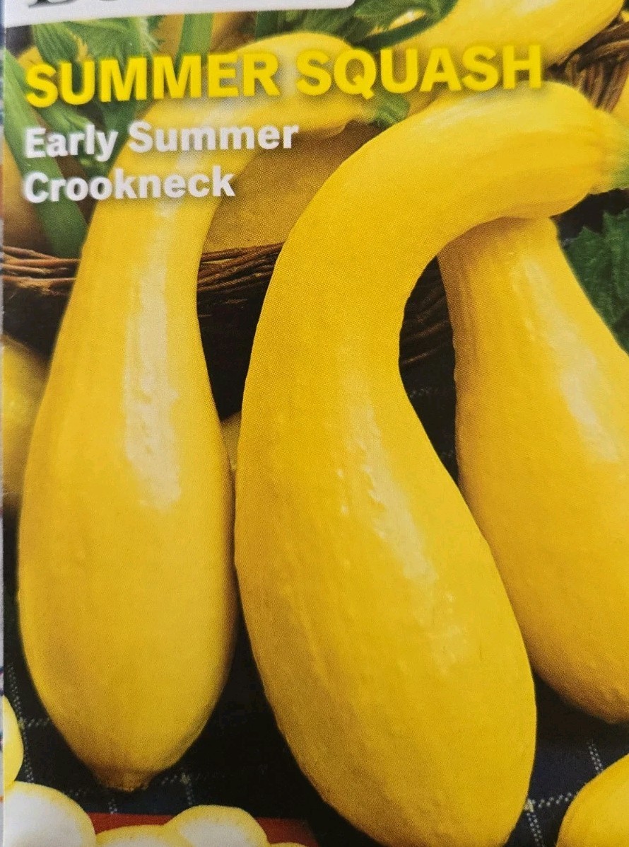 Summer Squash 30 Seeds Early Summer Crookneck