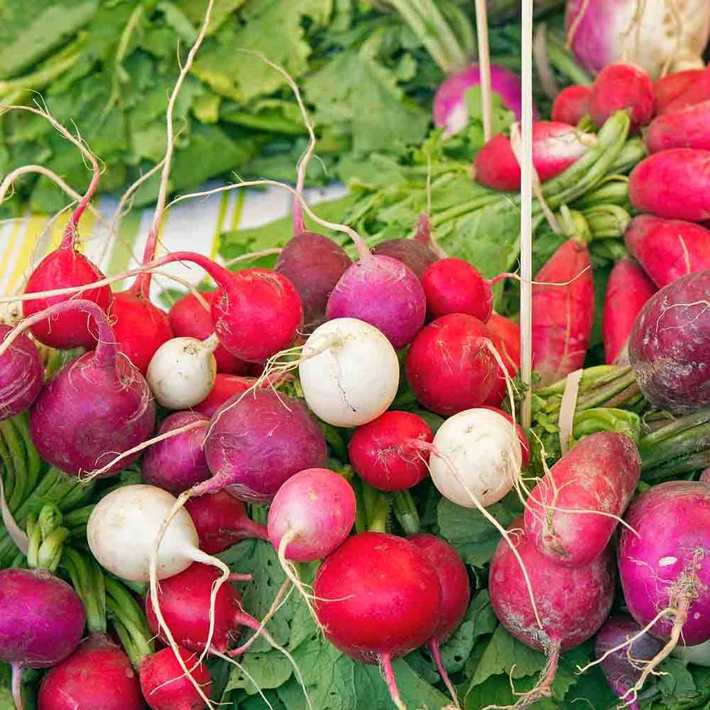 Radish Seeds 200 Easter Egg Blend Vegetable Garden NON-GMO USA FREE SHIPPING