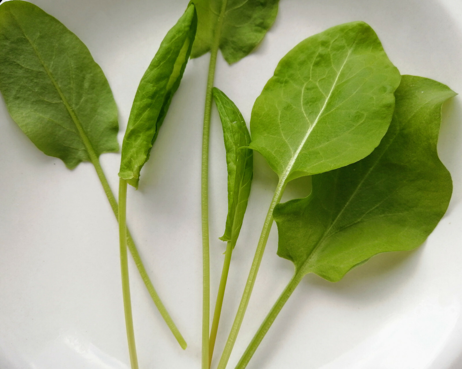 2000 Large Leaf Garden Sorrel Herb Seeds – Rumex acetosa Common Sorrel, Oseille