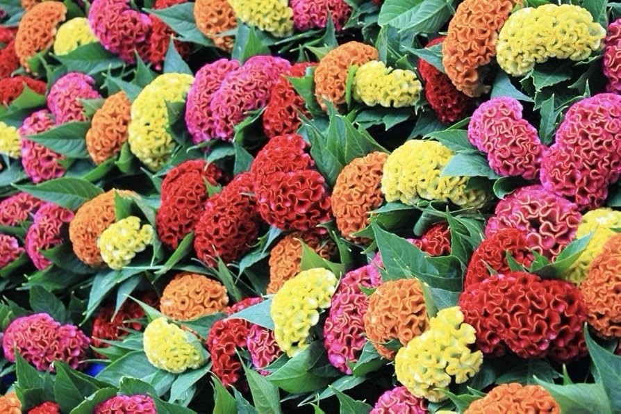 500+ Celosia Seeds, Cockscomb Mix Crested Type , Non-GMO, Heirloom USA Seller