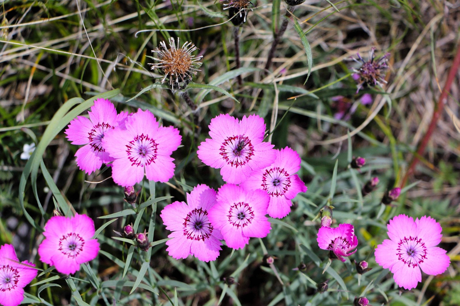 550 MAIDEN PINKS Dianthus Deltoides Flower Seeds