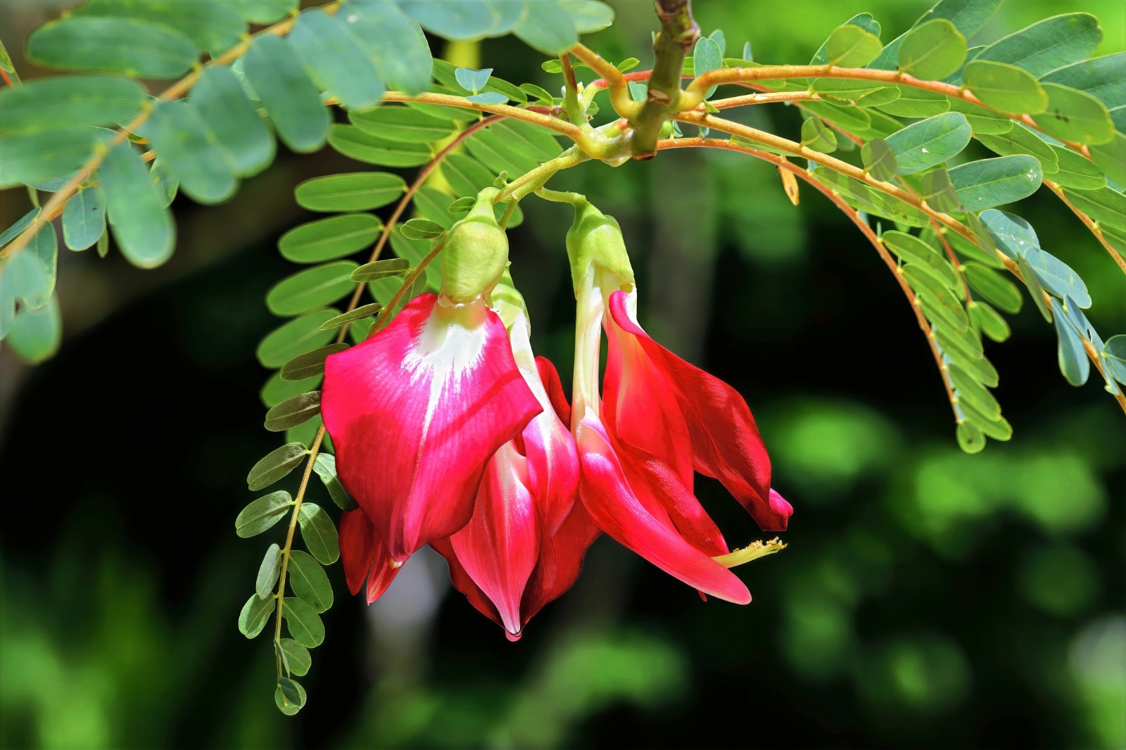 20 Hummingbird Tree Seeds (Sesbania grandiflora) “Agati” Flower Plant Fast RARE