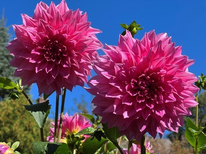 Dahlia Tubers – Café Au Lait, Diva & More – 12 Varieties – Fresh, Ready to Plant