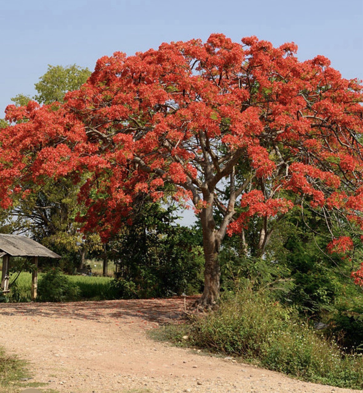 Royal Poinciana Delonix Regia Flame SEED PODS