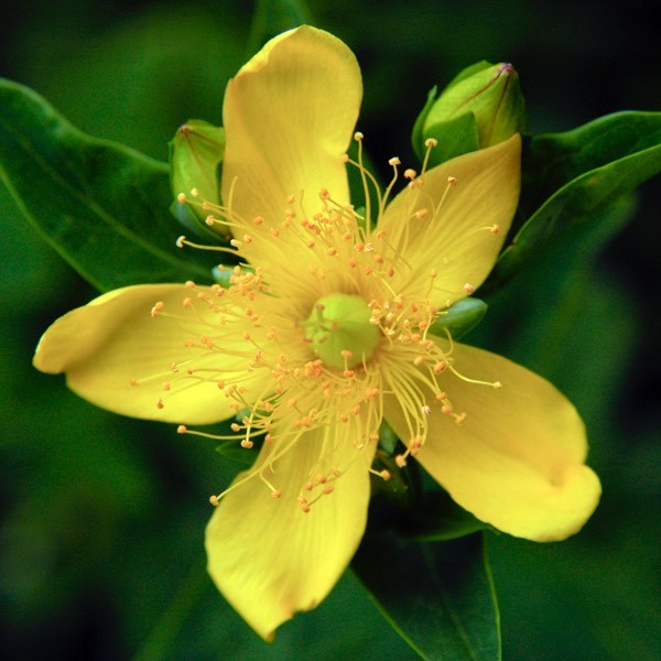 501+Great ST. JOHNS WORT Seeds Native Wildflower Shrub Perennial Herb Medicinal